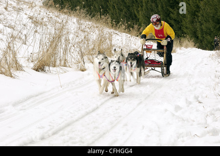 Dog sled race Stock Photo