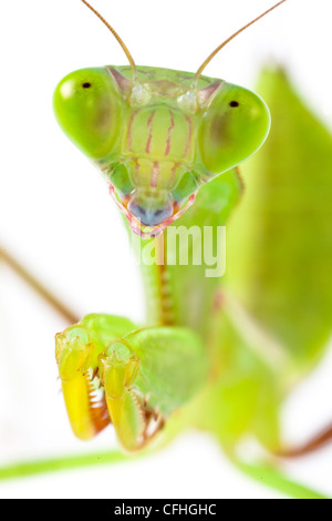 Australian Giant Rainforest Mantis subadult. Captive, orginating from Australia. Stock Photo