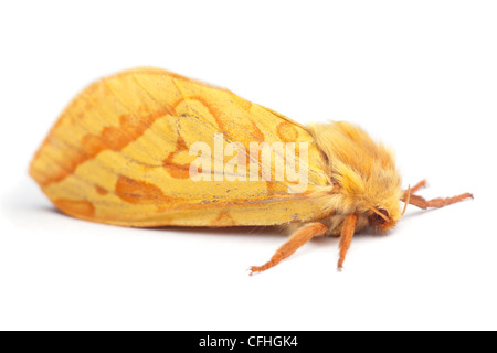 Ghost Swift moth female photographed on a white background. Pembrokeshire, UK. July. Stock Photo