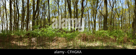 Young plants growing under the trees in the spring Stock Photo