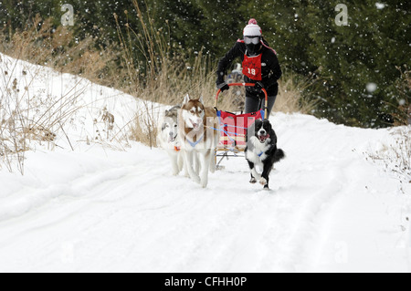 Sled dog race Stock Photo