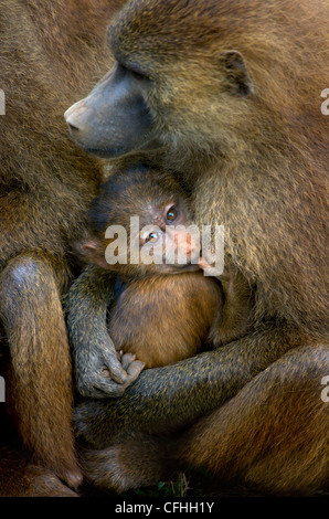 Guinea Baboon with infant, Cabraceno, Spain Stock Photo