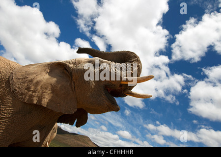 African elephant against the sky, South Africa