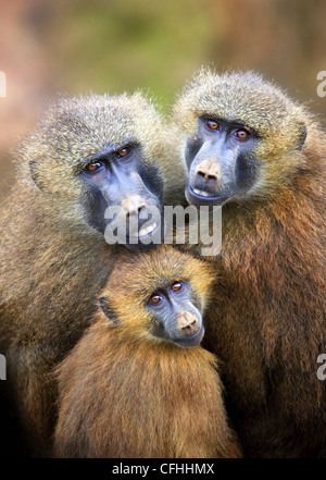 Guinea Baboon family with baby, Cabarceno, Spain Stock Photo