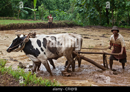 Local People Working with cows in Rice Fields, Bromo region, Java, Indonesia, Pacific, South Asia Stock Photo