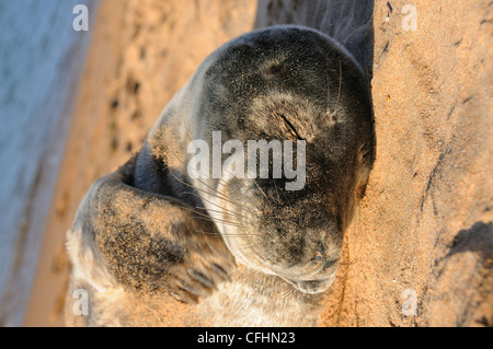 Young seal, Forvie nature Reserve, Aberdeenshire Stock Photo