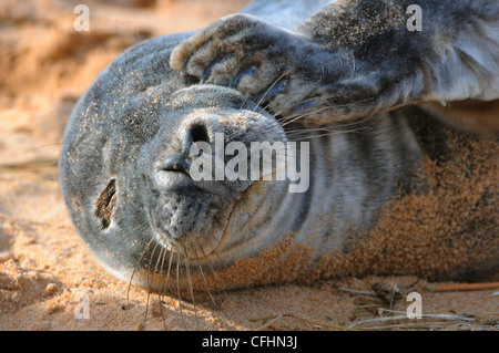 Young seal, Forvie nature Reserve, Aberdeenshire Stock Photo