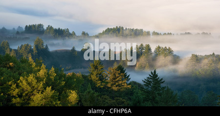 A panorama of a foggy California evergreen forest, consisting of redwoods and pines, at sunrise in the Santa Cruz Mountains Stock Photo