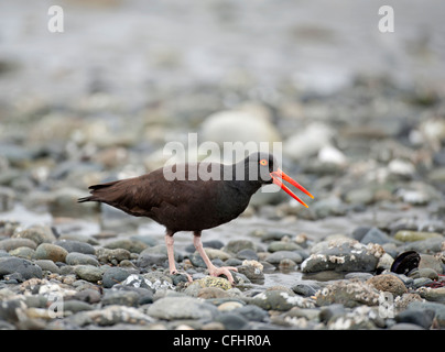 Black Oystercatcher feeding at low tide on the shores of Vancouver Island, British Columbia Canada SCO 8102 Stock Photo