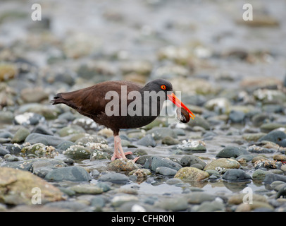 Black Oystercatcher feeding at low tide on the shores of Vancouver Island, British Columbia Canada SC0 8103 Stock Photo