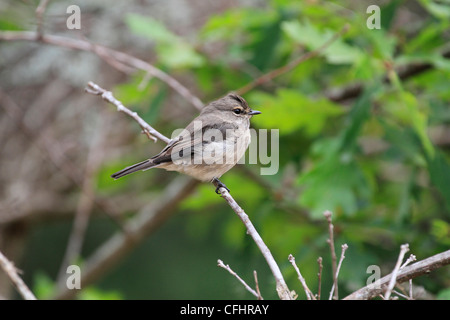 African Dusky Flycatcher or Dusky Alseonax, (Muscicapa adusta) in the Cape Winelands , South Africa. Stock Photo