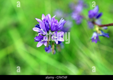 Campanula glomerata Bellflower in the French countryside Stock Photo