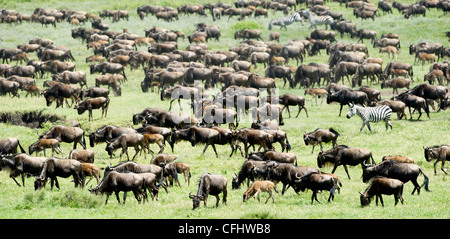 Massing herds of White-bearded Wildebeest on migration, Ndutu, Serengeti, Tanzania Stock Photo