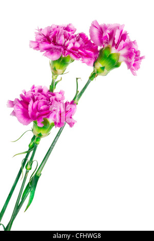 Three lonely simple pink carnation flowers isolated Stock Photo