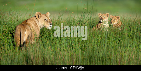 Female African Lion with 4 month old cubs, Big Marsh, Ndutu, Serengeti, Tanzania Stock Photo