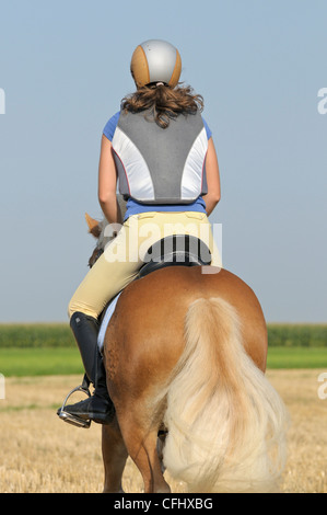 Young rider wearing a body protector galloping on back of her Haflinger horse in a stuble field Stock Photo