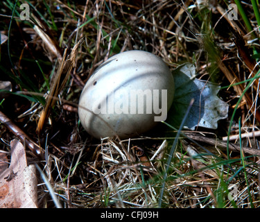 birds eggs Norfolk broads hickling broad Stock Photo