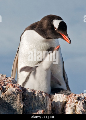 Gentoo Penguin (pygoscelis papua) and chick on nest, Port Lockroy, Antarctic Peninsula Stock Photo
