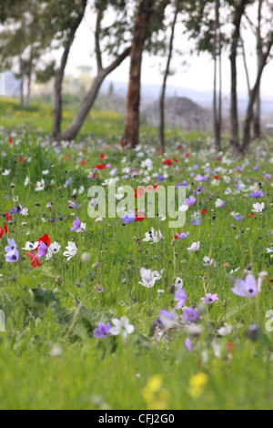 A field of spring wildflowers Anemone coronaria (Poppy Anemone). Stock Photo