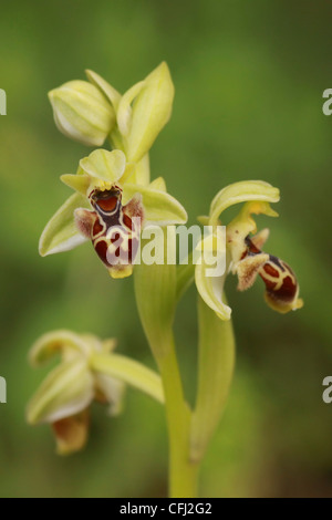 Carmel bee orchid (Ophrys carmeli) flowers. Photographed in Israel, in February Stock Photo