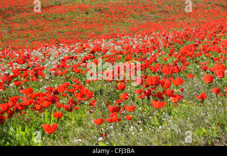 Israel, A field of red Anemone coronaria AKA Spanish marigold or ...