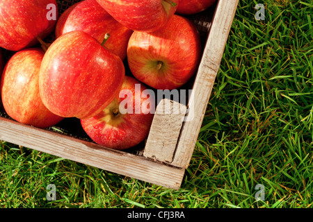 Still life photo of freshly picked red apples in a wooden crate on grass. Stock Photo