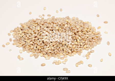 Pile of Pearl Barley grains Stock Photo