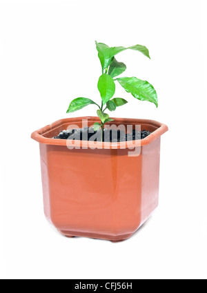 young tree of lemon is in a pot Stock Photo