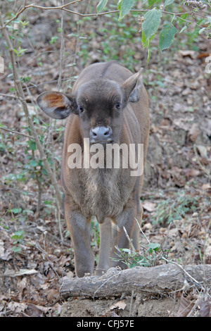 Young Gaur or Indian Bison Stock Photo