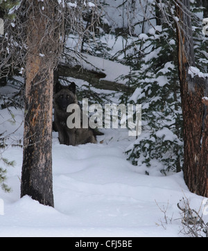 Black wolf sitting in the snow between trees, Yellowstone National Park Stock Photo