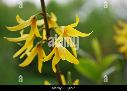 Yellow forsythia flowers detail against green background in springtime Stock Photo