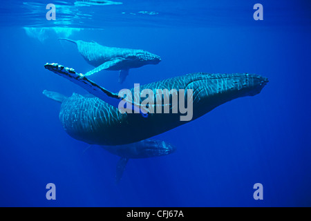 humpback whales, Megaptera novaeangliae, mother, calf and escort, Hawaii, USA, Pacific Ocean Stock Photo
