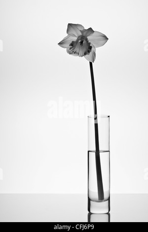 Single Daffodil ( narcissus ) in a slim vase in black and white. Stock Photo