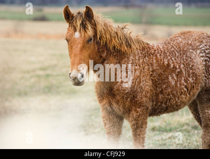 bashkir curly horse