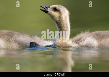 Canada Goose (Branta canadensis) gosling Stock Photo
