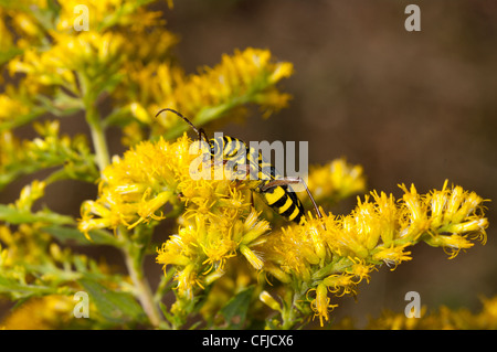 Locust Borer Beetle, Megacyllene robiniae, Insect, pest, on goldenrod Stock Photo