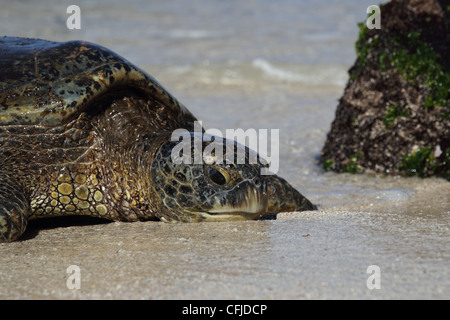 Hawaiian Green Turtle (Chelonia mydas), Brutus: A tired adult male crawling ashore to rest and bask in the sun Stock Photo