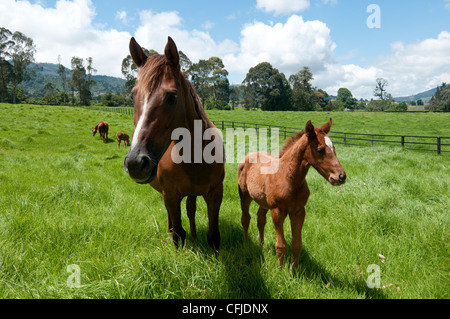 Race Horses Stock Photo