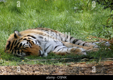 Sleeping tiger at Blackpool Zoo Stock Photo