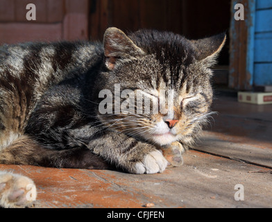 sleeping cat on dirty floor Stock Photo
