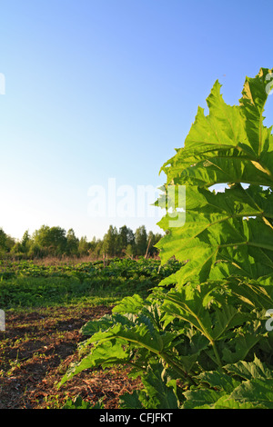 hogweed on blue sky Stock Photo - Alamy