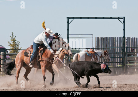 Team steer roping, Siksika Nation Rodeo, Gleichen, Alberta, Canada Stock Photo