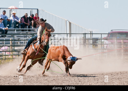 Team steer roping, Siksika Nation Rodeo, Gleichen, Alberta, Canada Stock Photo