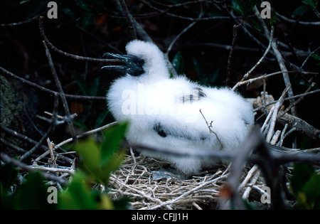 A young blue-footed bobby Stock Photo