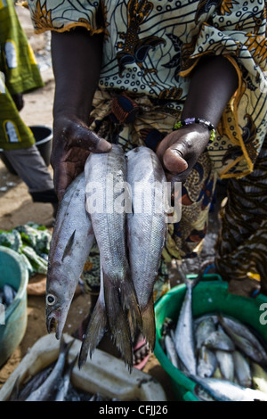 Person holding fish, Tanji Fishing Village, The Gambia Stock Photo