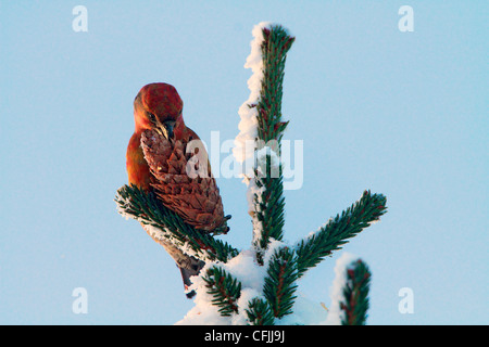 Crossbill with spruce cone, in mountain forest, Norway Stock Photo