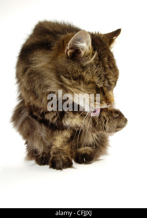 Old cat licking his paw Stock Photo
