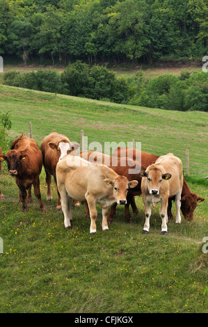 Young cows standing on a rampart on Hod Hill, iron age hillfort, Dorset UK Stock Photo