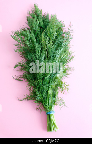 Delicious fresh dill from the garden Stock Photo