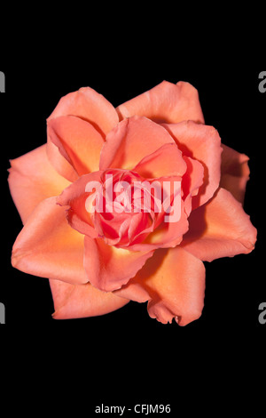 Single peach rose on a black background Stock Photo